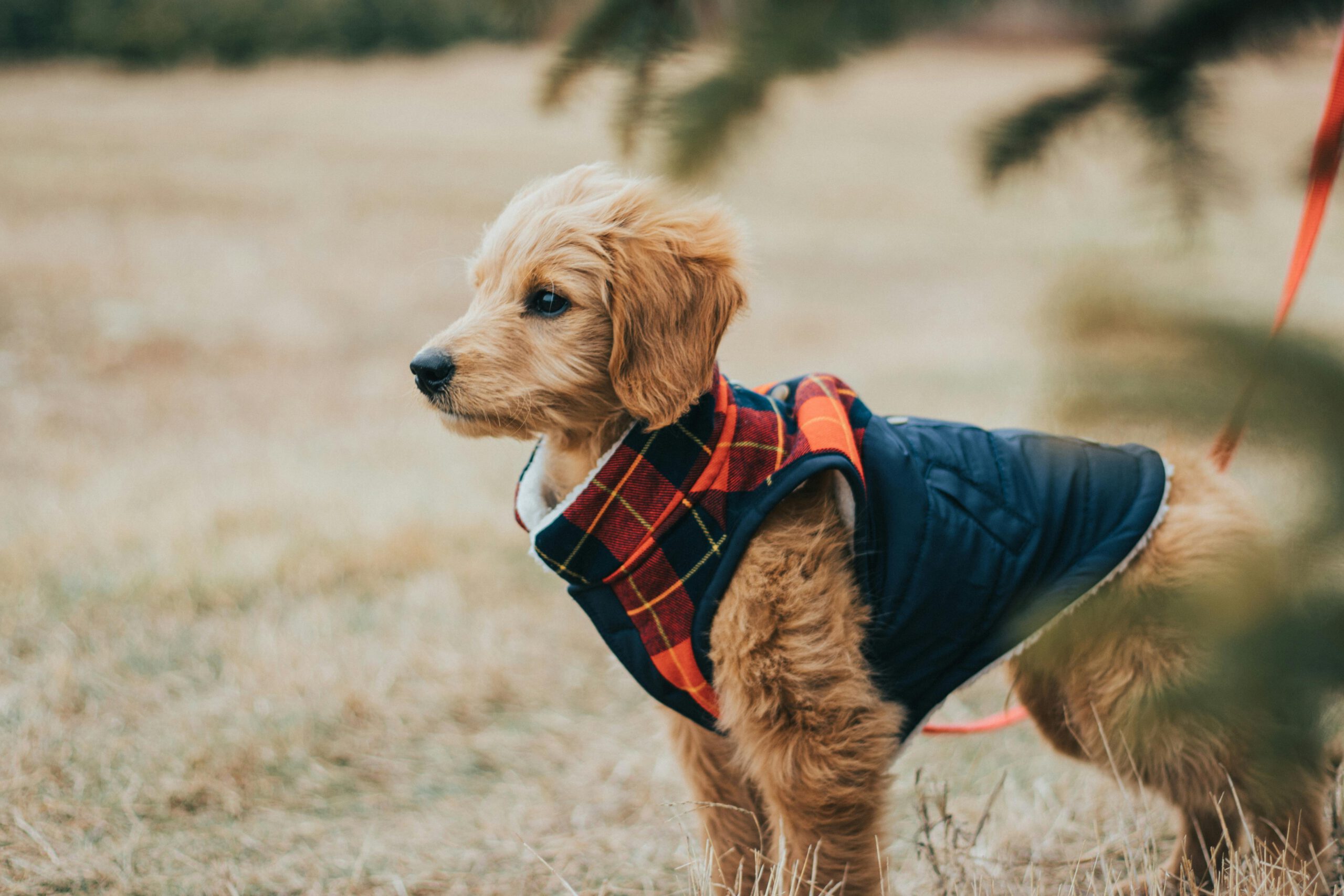 Goldendoodle Puppies for Sale in Ohio at Puppy Love Paradise