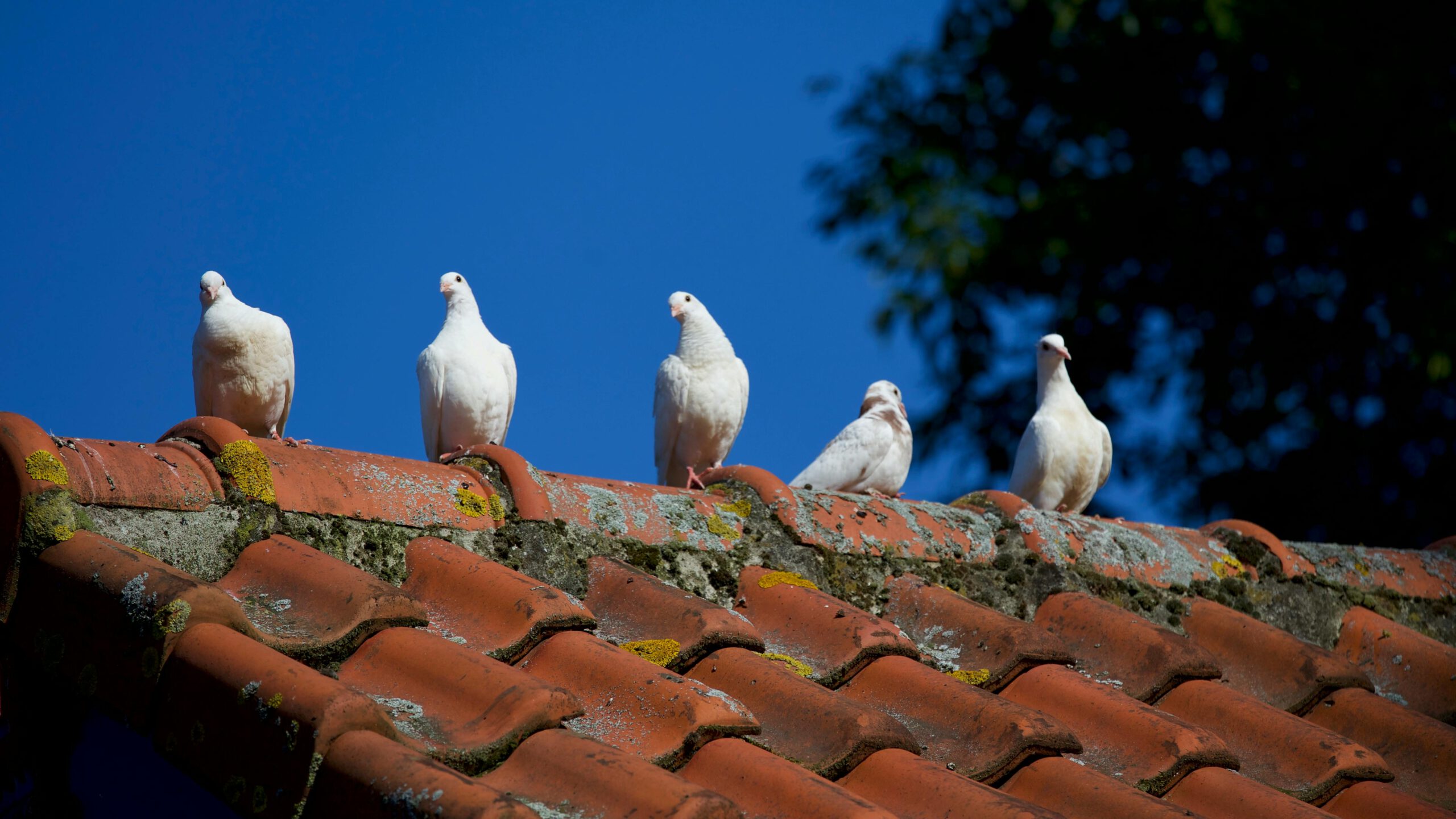 Premier Gutter Cleaning Services in Sarasota