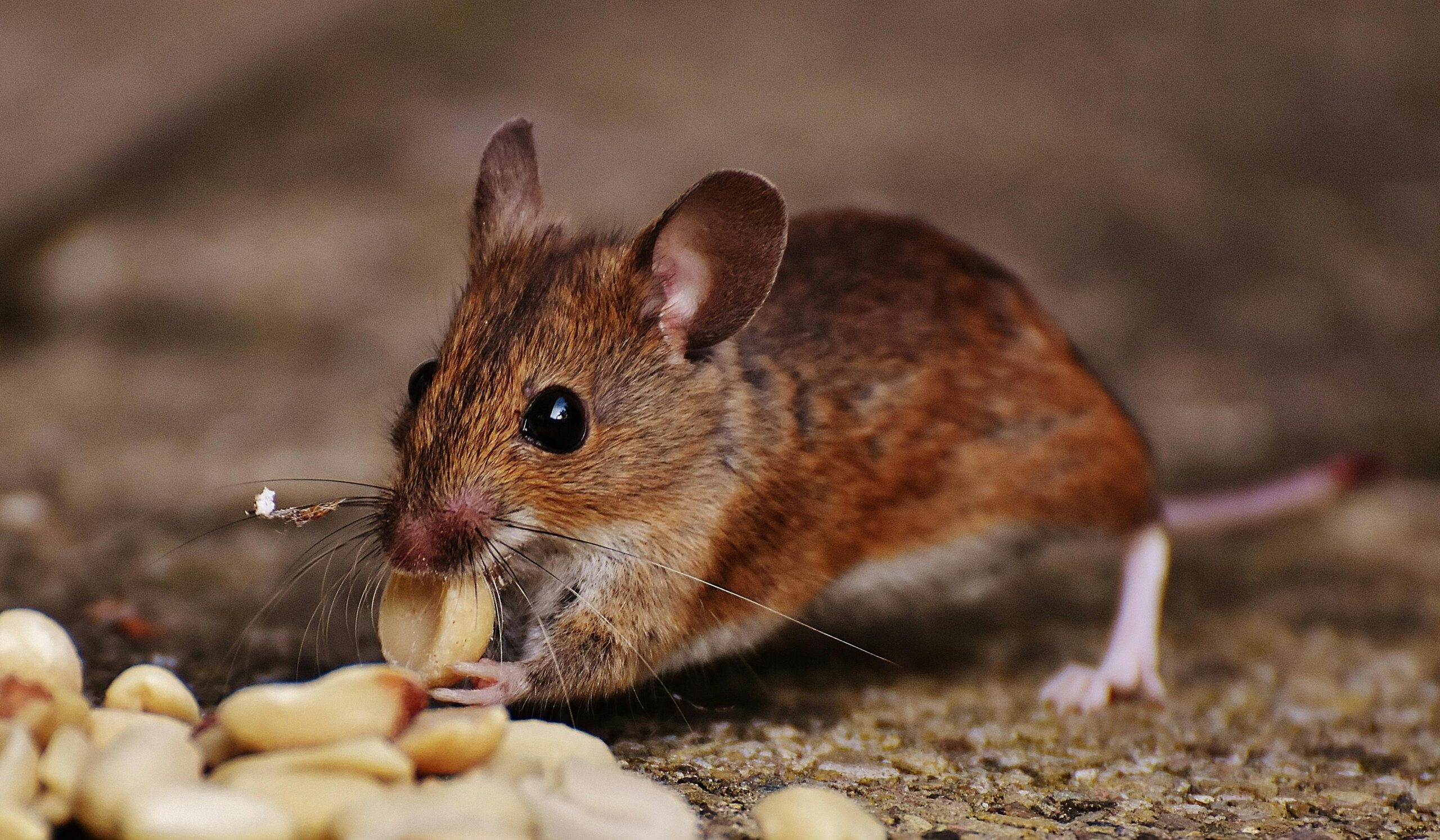 Trapping USA Animal Removal & Pest Control Leads the Way in Irving Pest Control Solutions
