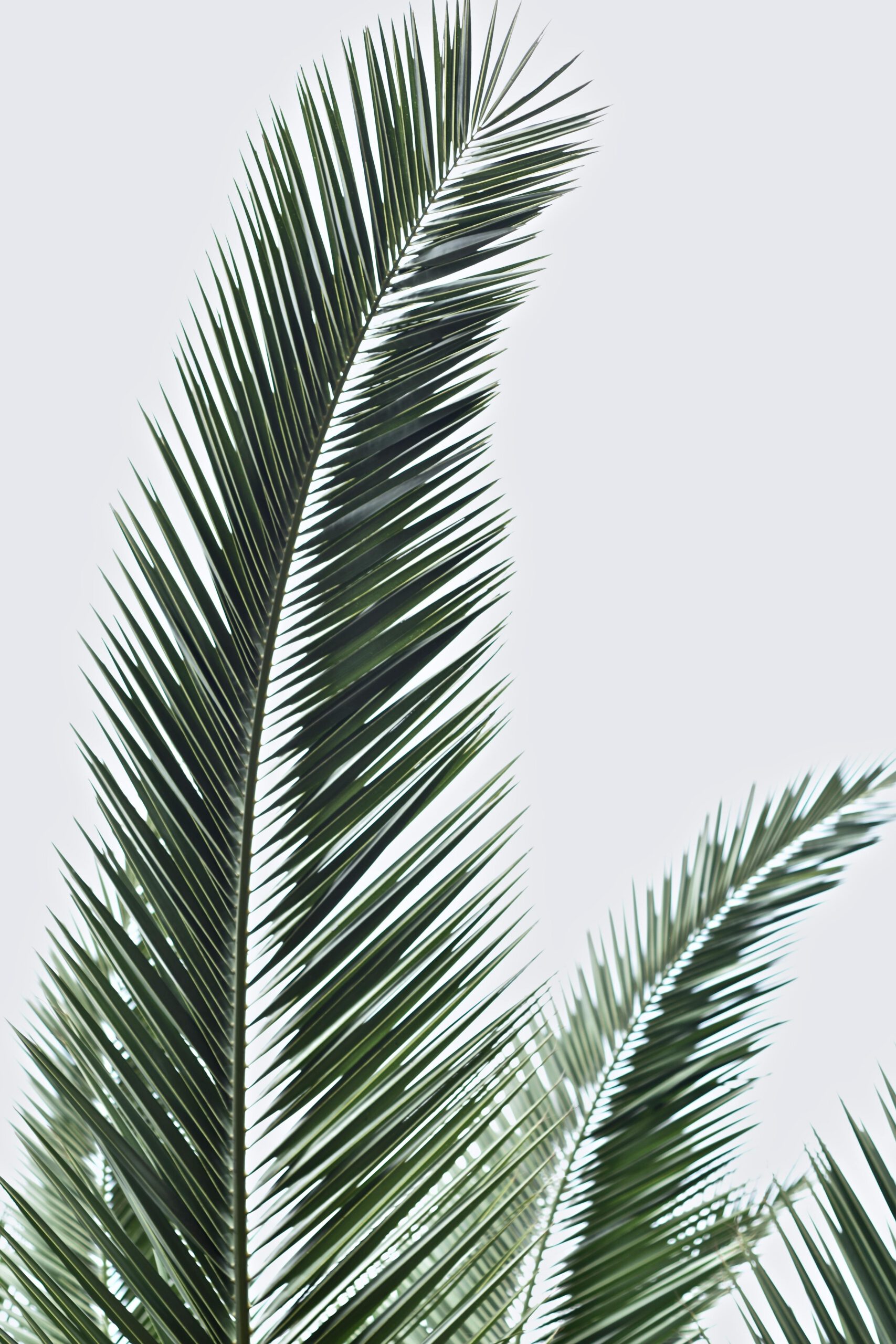 Hummingbird Tree Care LLC Leads the Way in Phoenix Palm Tree Trimming