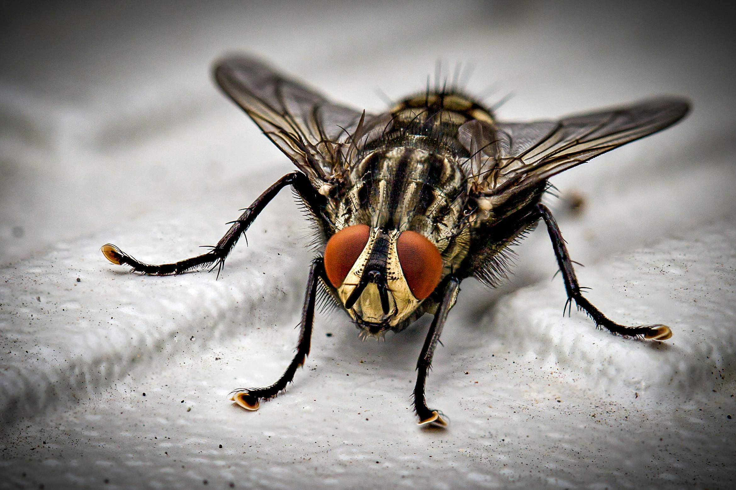 Ironchess SEO + Marketing Leads the Way in Pest Control SEO Solutions