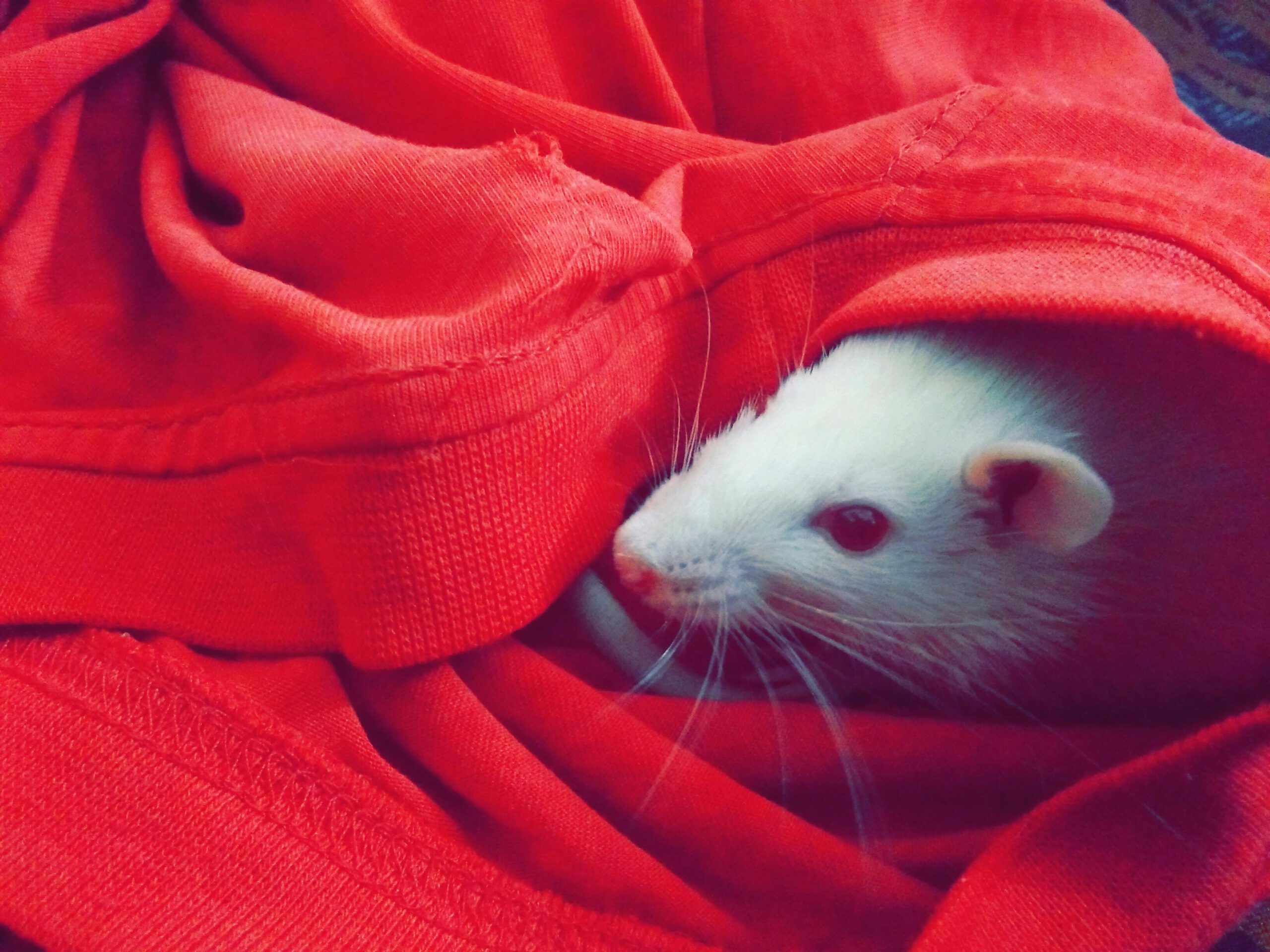 Ensuring Homes Stay Safe and Rat-Free