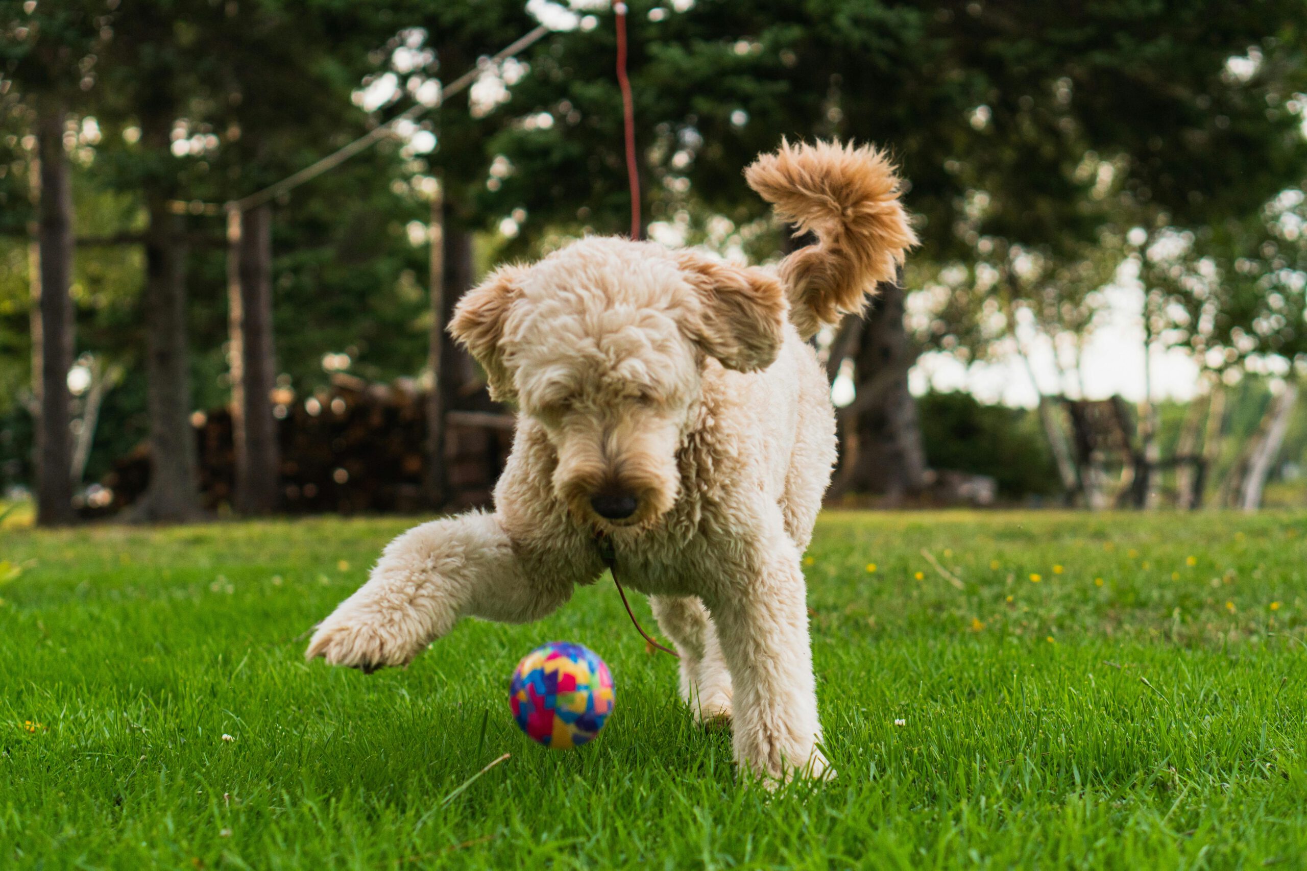 The Premier Ohio Cavapoo Breeder Elevating Puppy Adoption