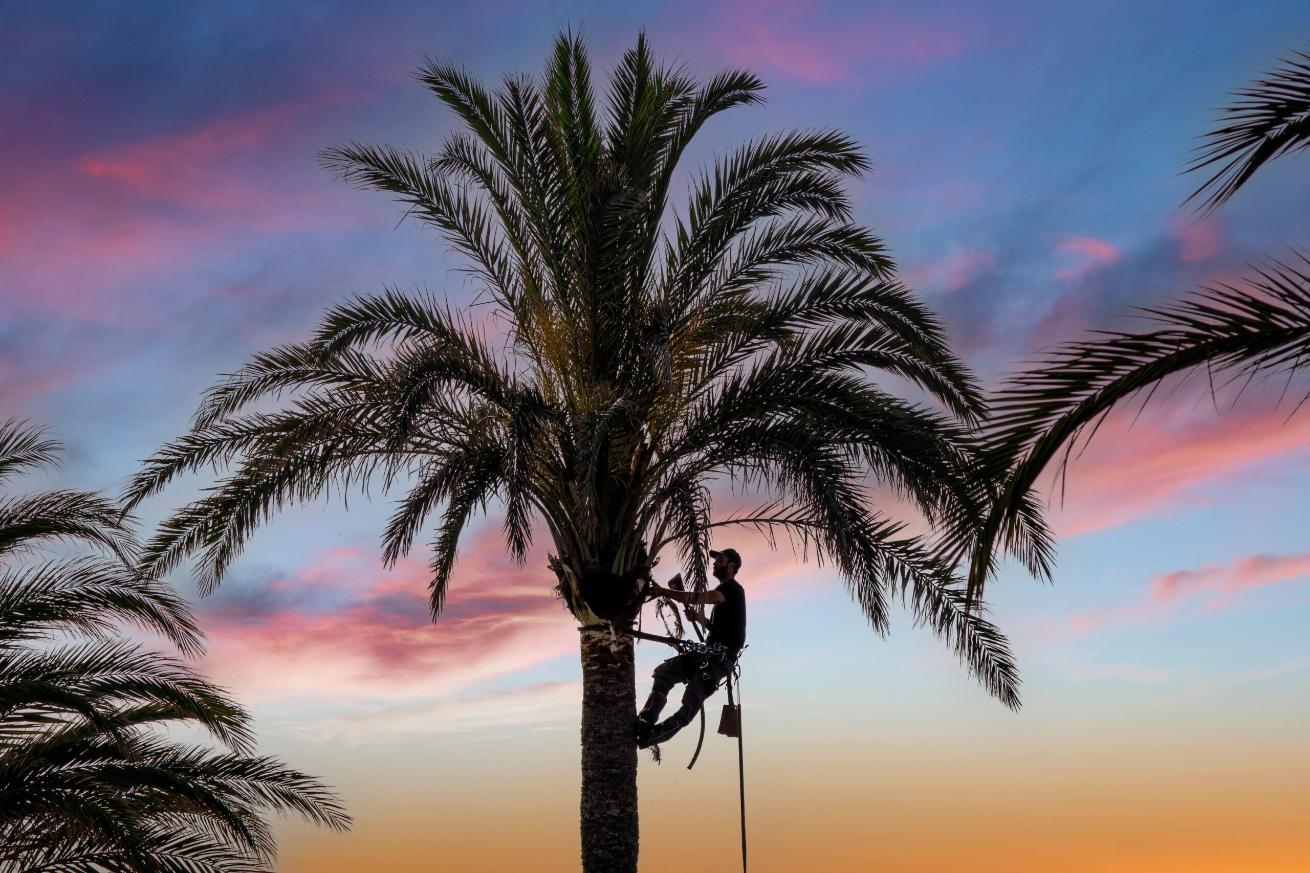 Southern Tree Services Expands Comprehensive Tree Care in Fayetteville, NC